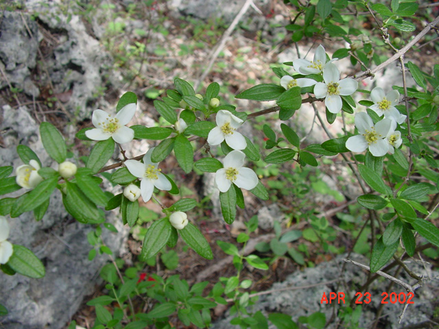 Philadelphus ernestii (Canyon mock orange) #19653