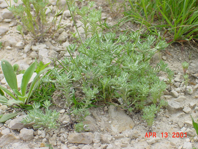 Evax prolifera (Bighead pygmycudweed) #19674