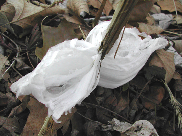 Verbesina virginica (Frostweed) #19690