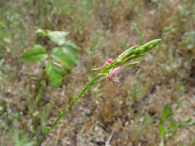 Oenothera calcicola (Texas beeblossom) #19708