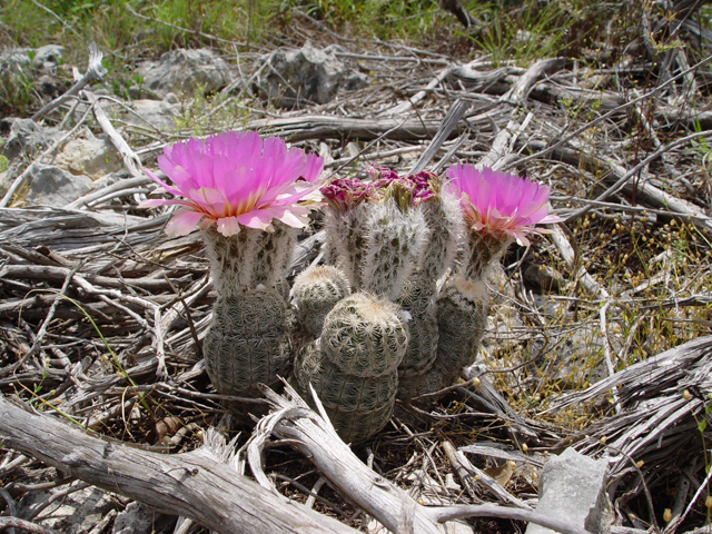 Echinocereus reichenbachii (Lace hedgehog cactus) #19738