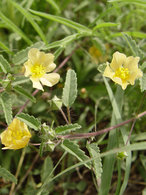 Sida abutifolia (Spreading fanpetals) #19837