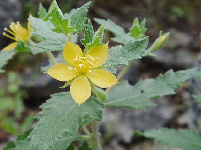 Mentzelia oligosperma (Stick-leaf) #19850