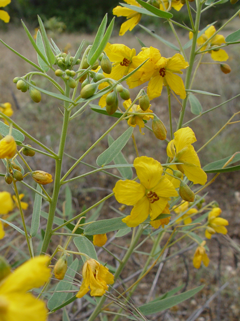 Senna roemeriana (Twoleaf senna) #19880