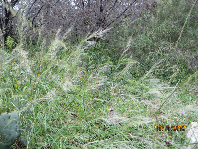 Muhlenbergia spiciformis (Longawn muhly) #34072