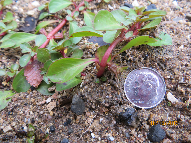 Ludwigia repens (Creeping primrose-willow) #34076