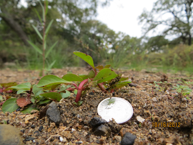 Ludwigia repens (Creeping primrose-willow) #34077