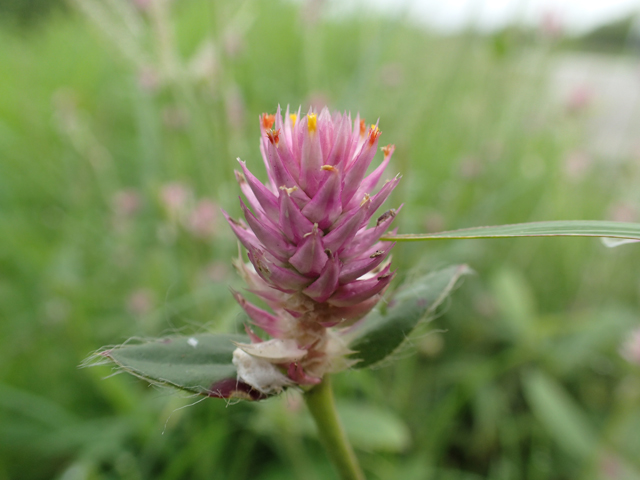 Gomphrena nealleyi (Nealley's globe amaranth ) #63922