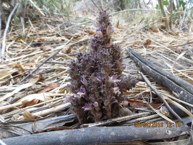 Orobanche cooperi (Desert broomrape) #63923