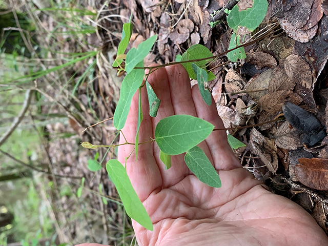 Desmodium psilophyllum (Simpleleaf ticktrefoil) #89893