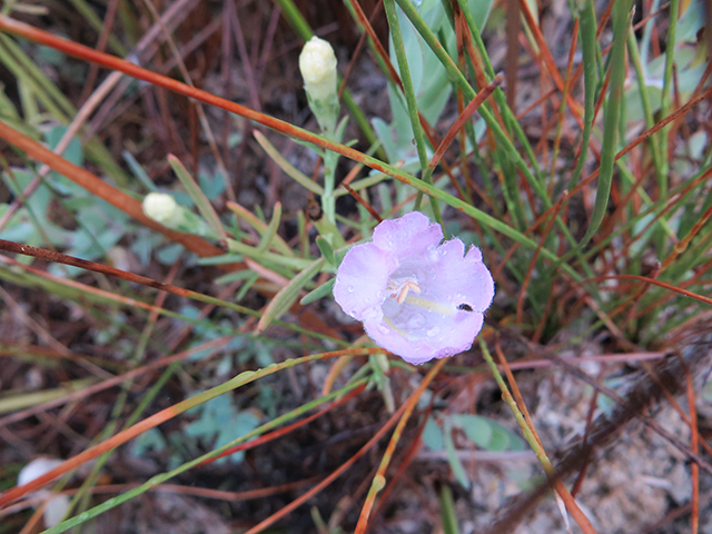 Agalinis calycina (Leoncita false foxglove) #89898