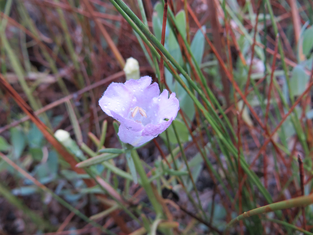 Agalinis calycina (Leoncita false foxglove) #89899