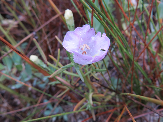 Agalinis calycina (Leoncita false foxglove) #89900