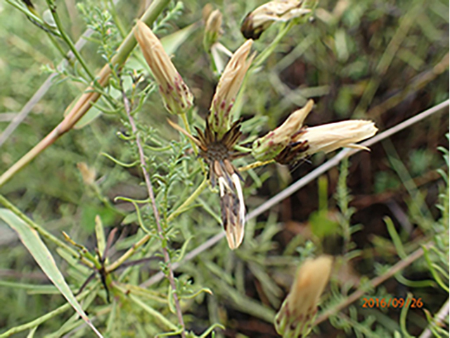 Baccharis texana (Prairie false willow) #89902