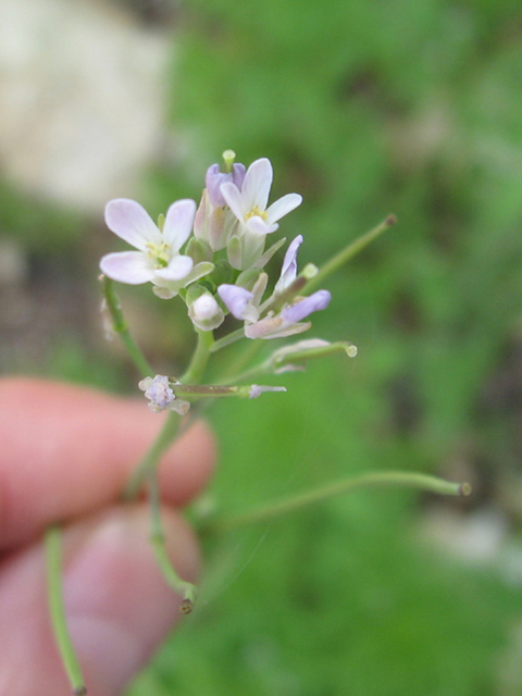 Arabis petiolaris (Brazos rockcress) #27568