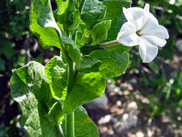 Nicotiana repanda (Fiddleleaf tobacco) #27572