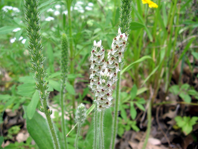 Plantago helleri (Heller's plantain) #27573