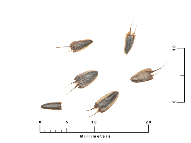 Jefea brevifolia (Shortleaf jefea) #27020