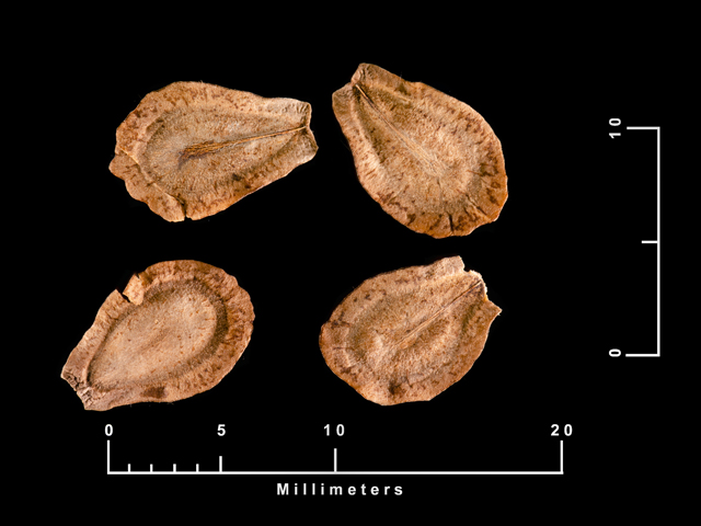 Cynanchum laeve (Honeyvine ) #87487