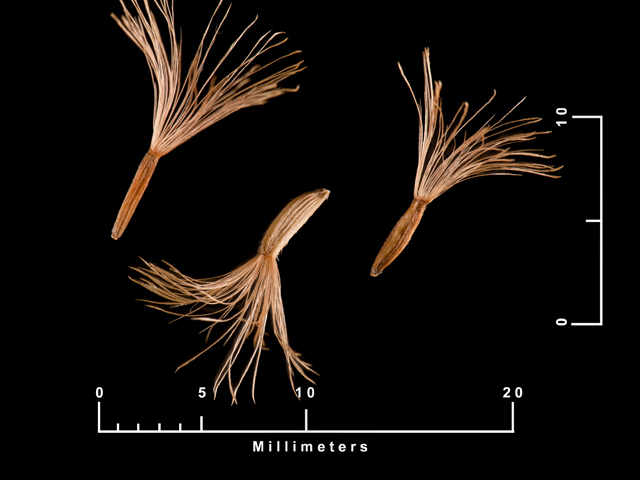 Eurybia hemispherica (Southern prairie aster) #87511