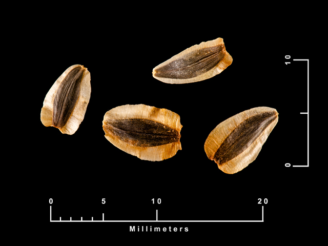 Verbesina lindheimeri (Lindheimer's crownbeard) #87655