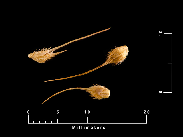 Echinochloa muricata (American barnyard grass) #87682