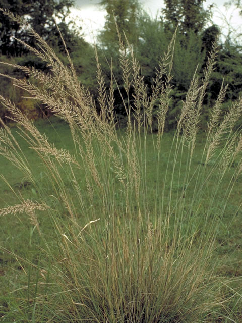 Muhlenbergia lindheimeri (Lindheimer's muhly) #65