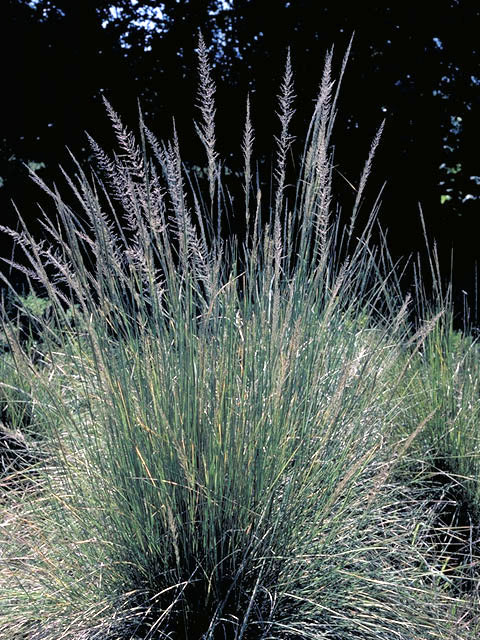 Muhlenbergia lindheimeri (Lindheimer's muhly) #66