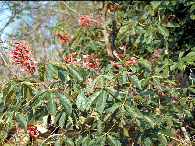 Aesculus pavia var. pavia (Scarlet buckeye) #135