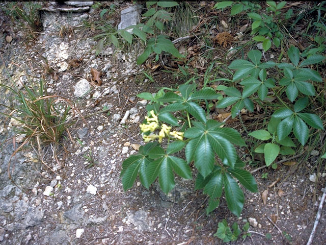 Aesculus glabra (Ohio buckeye) #138