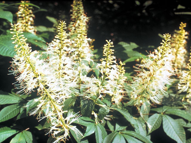 Aesculus parviflora (Bottlebrush buckeye) #140