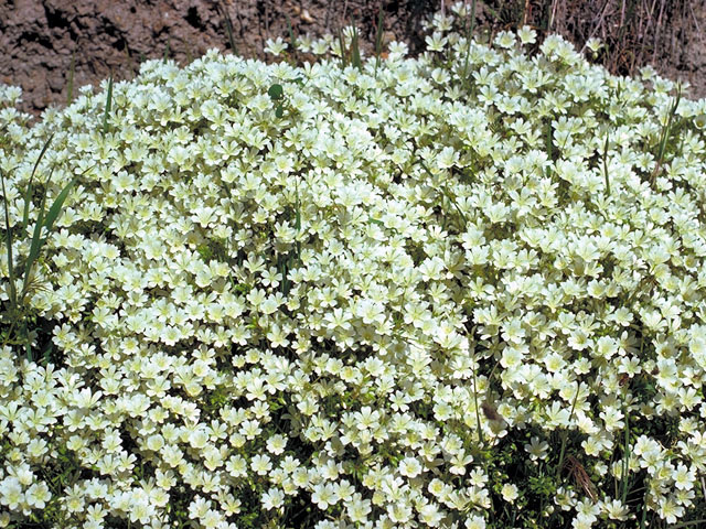 Limnanthes douglasii (Douglas' meadowfoam) #160