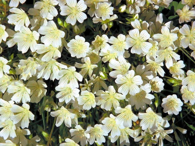 Limnanthes douglasii (Douglas' meadowfoam) #161