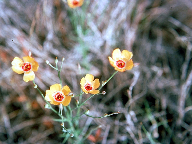 Linum alatum (Winged flax) #167