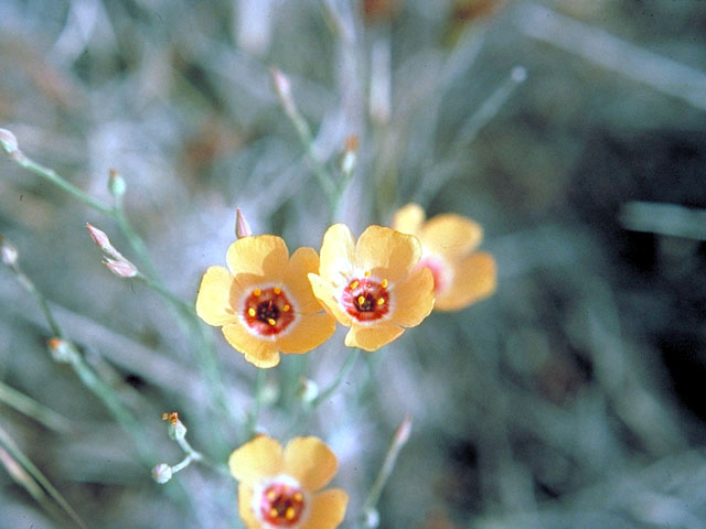 Linum alatum (Winged flax) #168