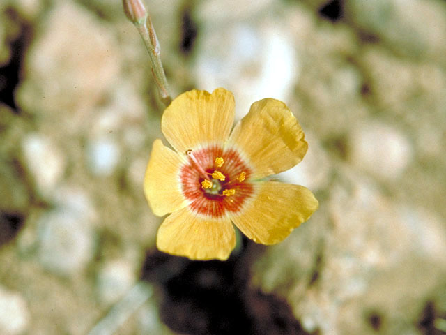 Linum alatum (Winged flax) #169