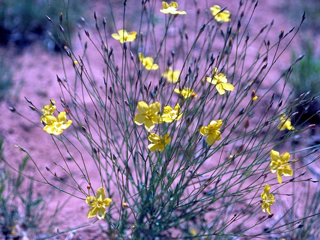 Linum kingii (King's flax) #174