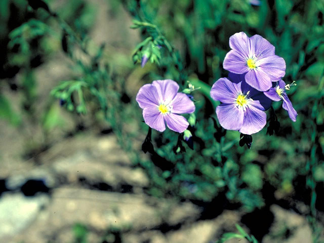 Linum lewisii (Wild blue flax) #175