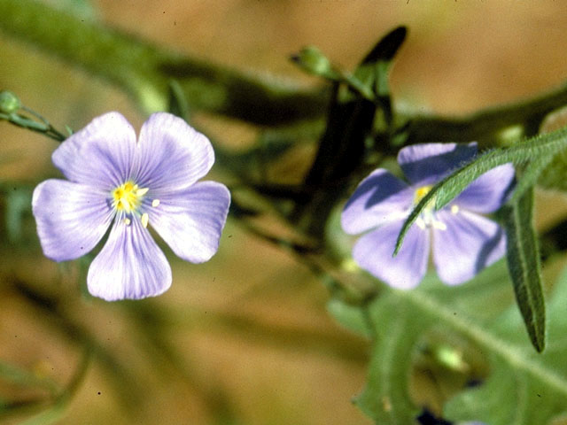 Linum lewisii var. lewisii (Prairie flax) #177