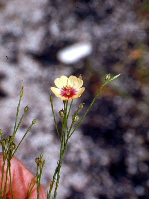 Linum imbricatum (Tufted flax) #180