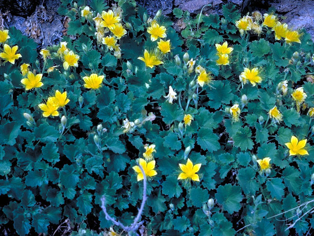 Eucnide bartonioides (Yellow rocknettle) #209