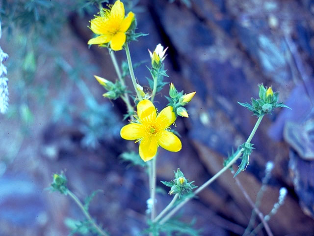 Mentzelia lindleyi (Lindley's blazingstar) #232