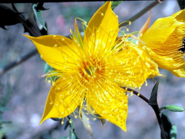 Mentzelia lindleyi (Lindley's blazingstar) #233