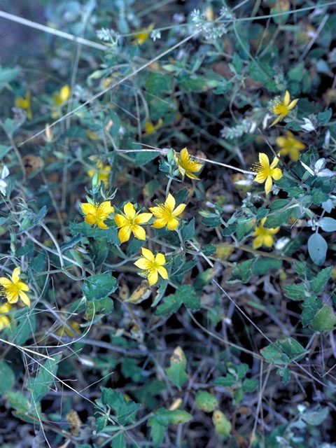 Mentzelia oligosperma (Stick-leaf) #239