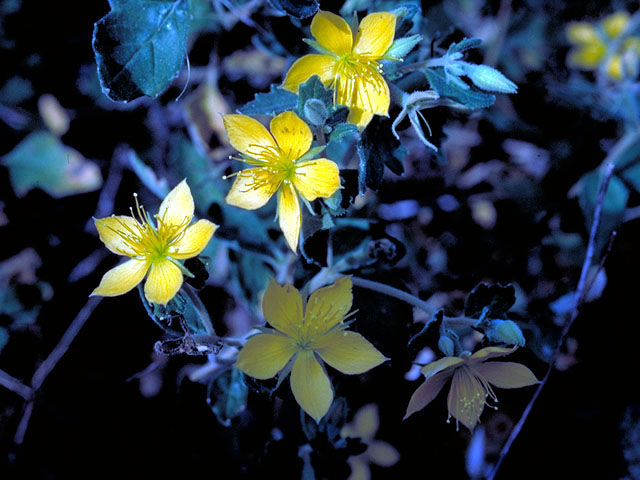 Mentzelia oligosperma (Stick-leaf) #240