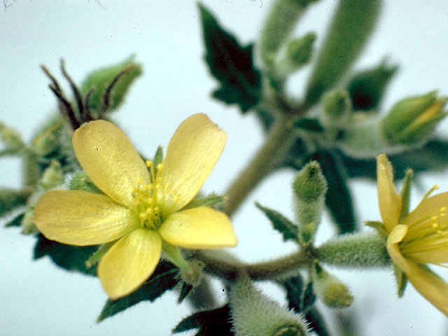 Mentzelia oligosperma (Stick-leaf) #241