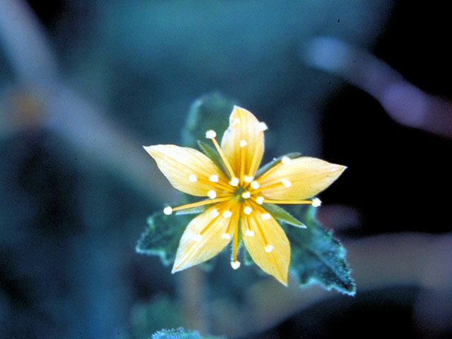 Mentzelia oligosperma (Stick-leaf) #242