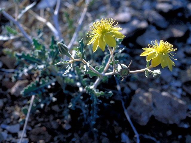 Mentzelia pumila (Dwarf mentzelia) #244