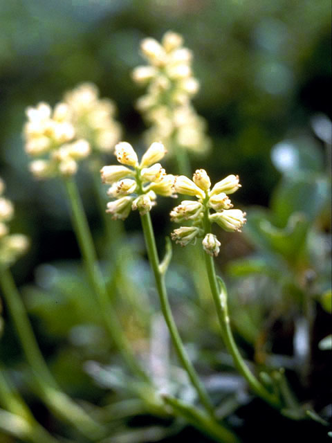 Tofieldia coccinea (Northern asphodel) #250