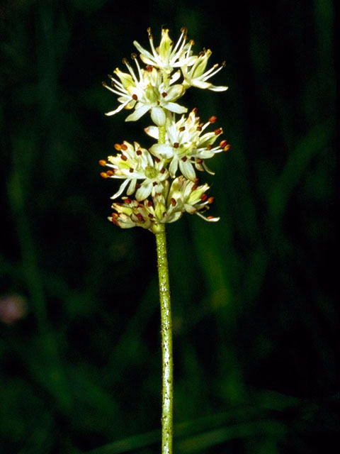 Tofieldia pusilla (Scotch false asphodel) #255